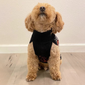 Pet Sweater