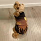 Pet Sweater