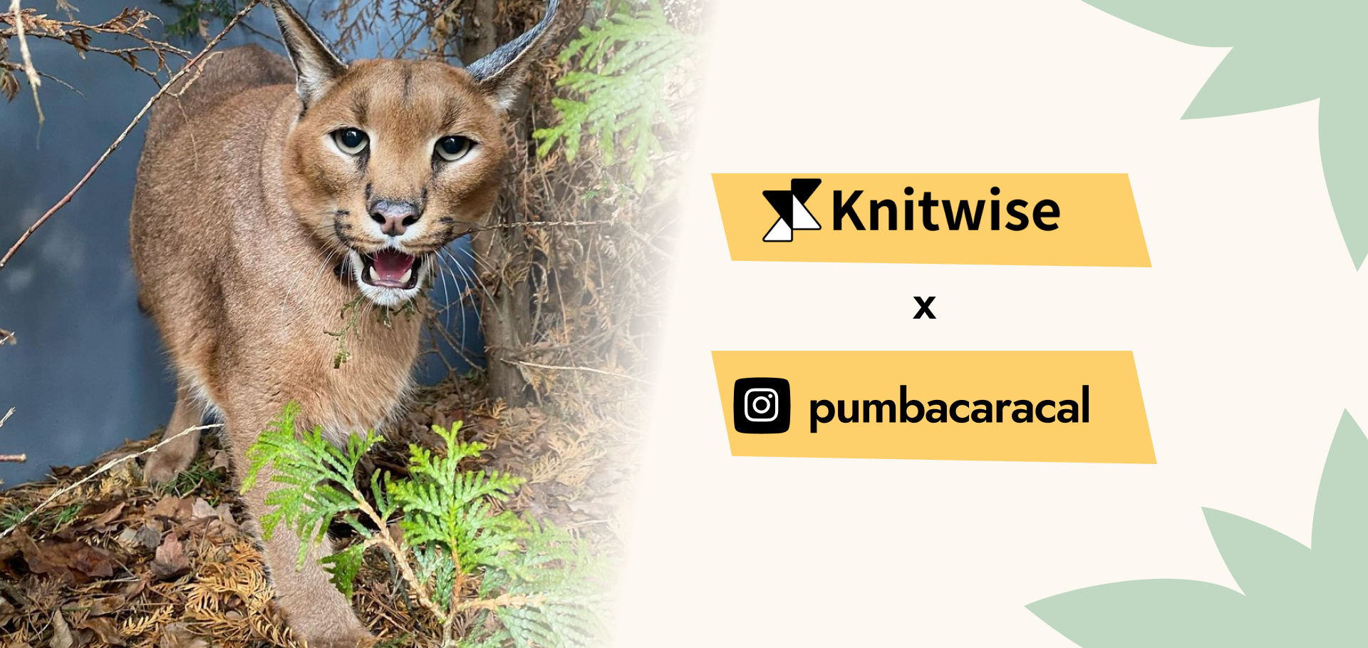 Pumba Caracal x Knitwise | Custom Pet Sweater | Knitwise Bone