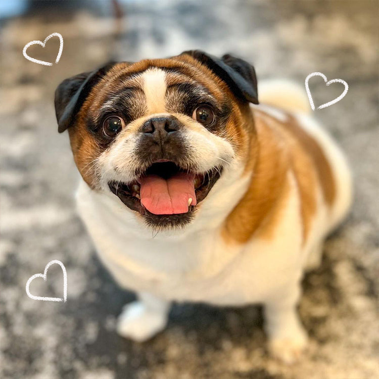 Wafflesthepugmix