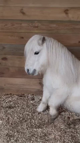 Alvin 🦄 Humle 🐴 Vidar 🐎