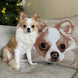 Custom Pet Portrait Pillowcase